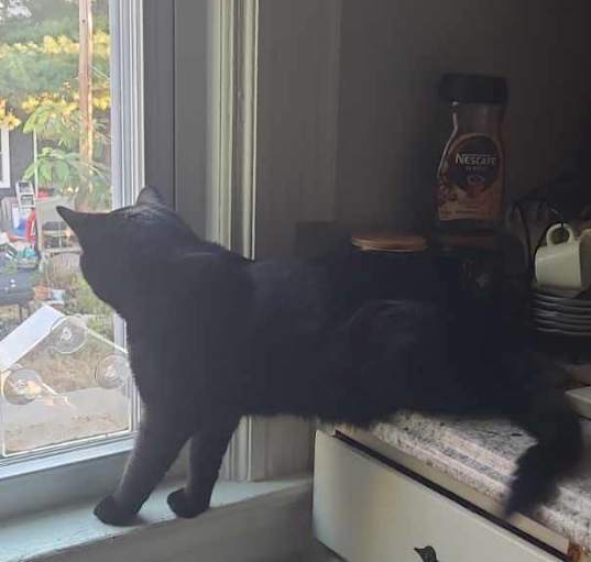 Photo of Frankie