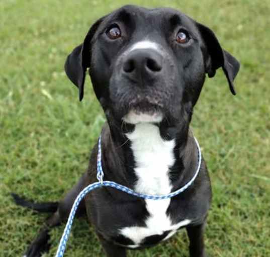 Photo of Cookie