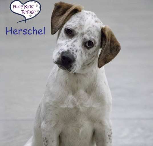 Photo of Herschel