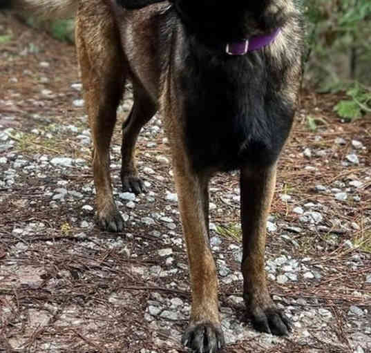 Photo of Tug