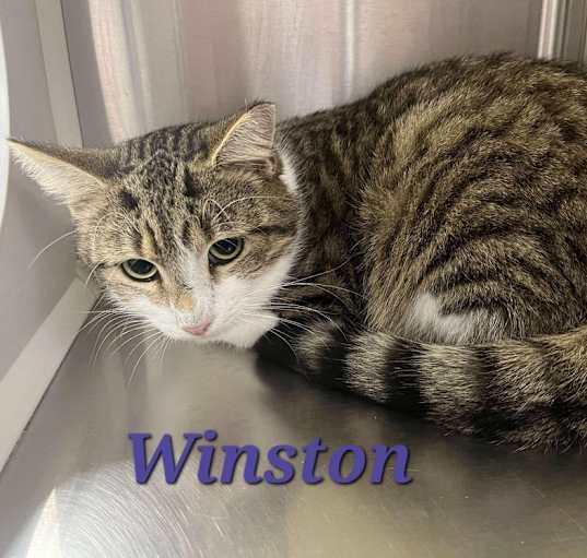 Photo of Winston