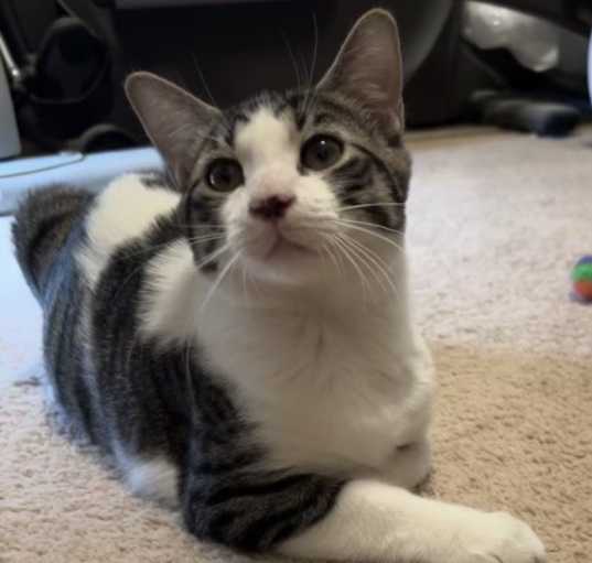Photo of Alfie