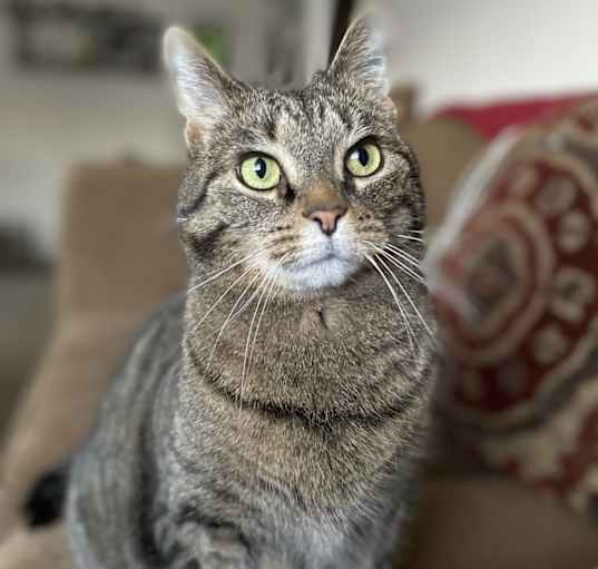 Photo of Party Cat