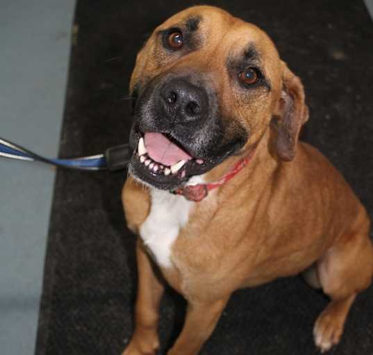 Photo of Rascal