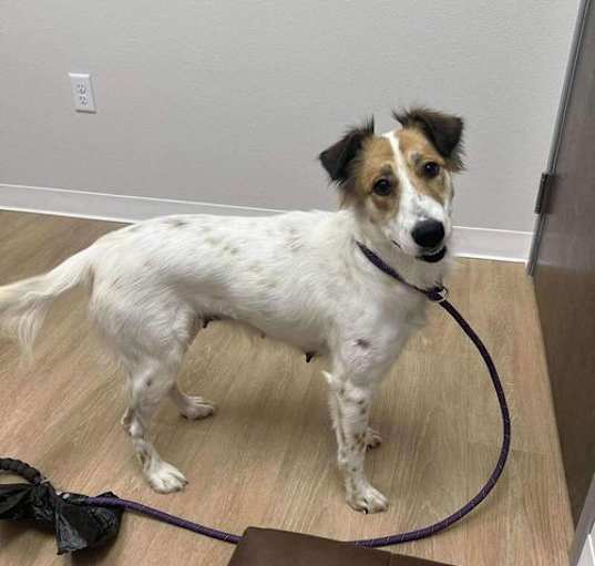 Photo of Poppy (TX)