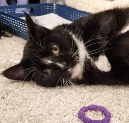 Photo of Ozzie