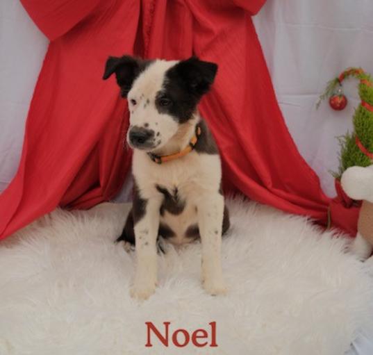 Photo of Noel
