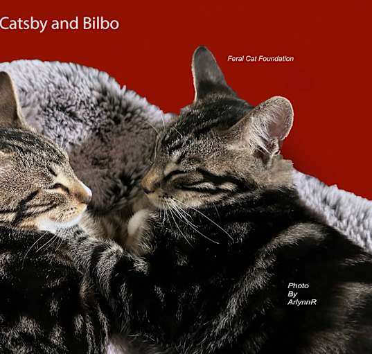 Photo of Catsby and Bilbo