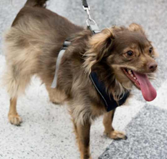 Photo of Apollo