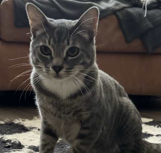 Photo of Olive