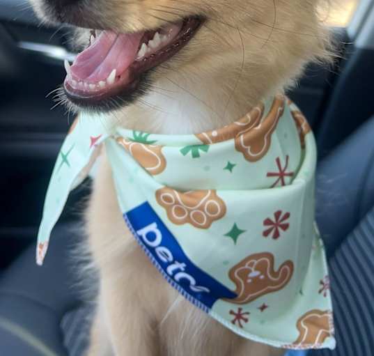 Photo of Coco