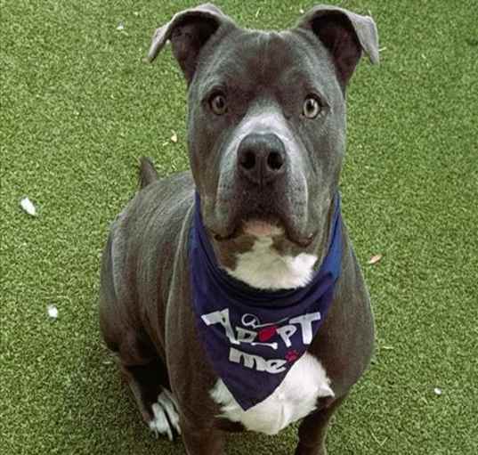 Photo of BO