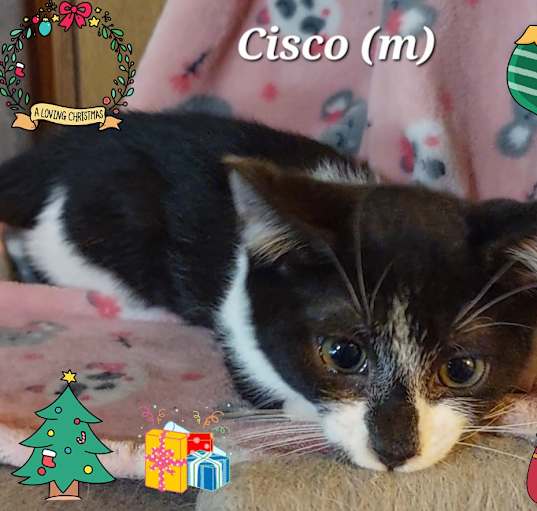 Photo of Cisco