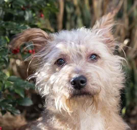 Photo of Scruffy Guy Gus