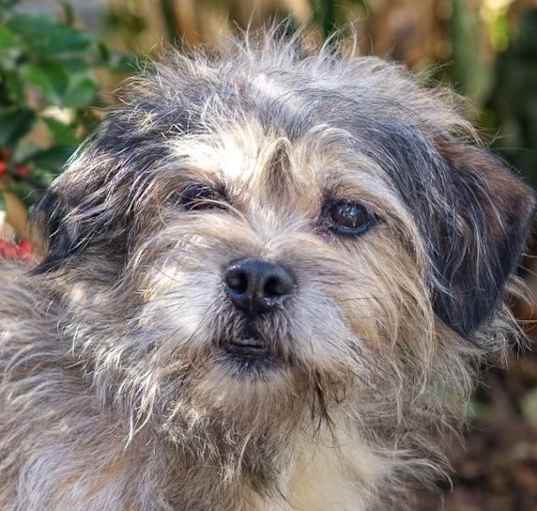 Photo of Scruffy Guy Gilly