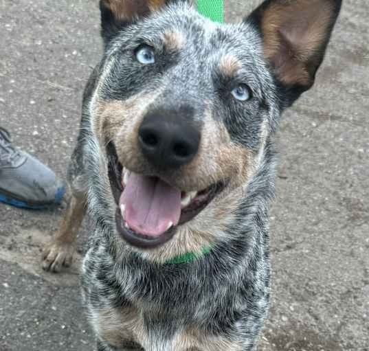 Photo of Bunny Blue Eyes