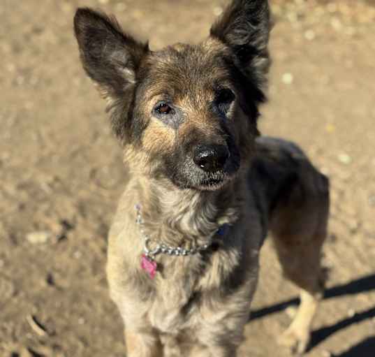 Photo of Rusty