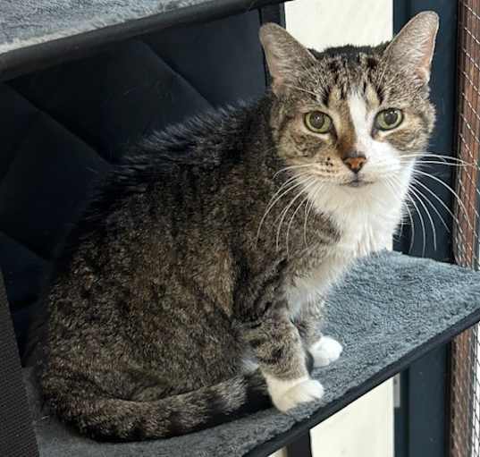 Photo of Willow