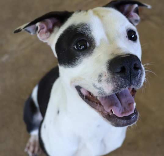 Photo of petunia