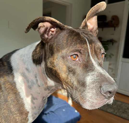 Photo of TAZ