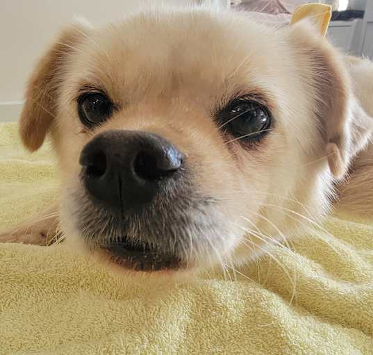 Photo of Toby