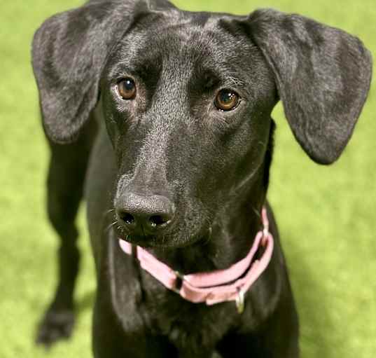 Photo of Sadie