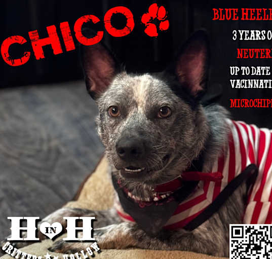 Photo of Chico