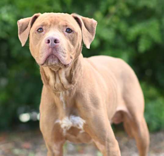 Photo of ROCKO
