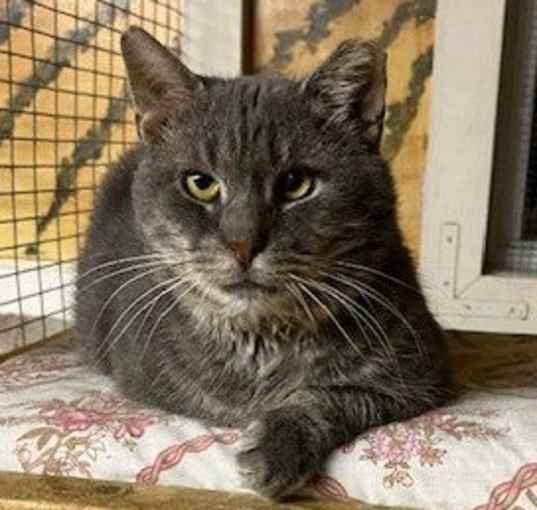 Photo of Elmer (FIV+)