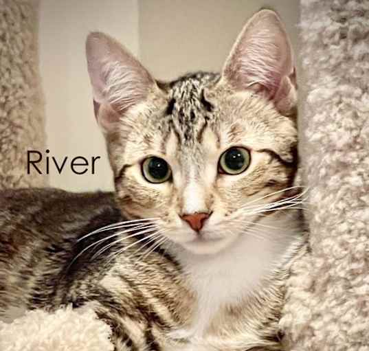 Photo of River