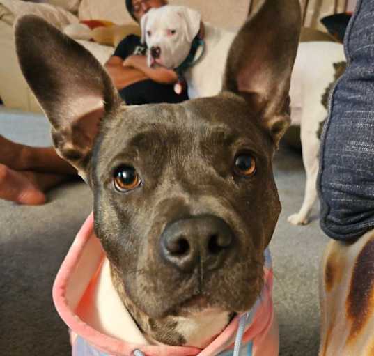 Photo of Maple
