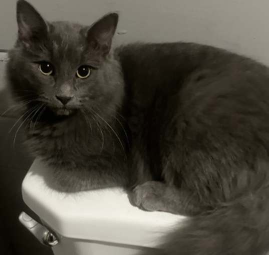 Photo of Muppet