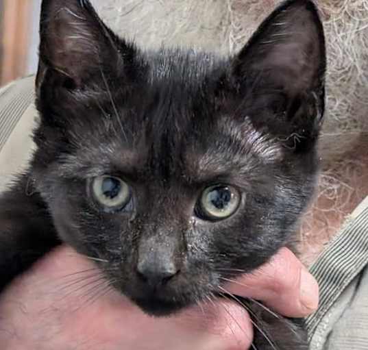 Photo of Kringle