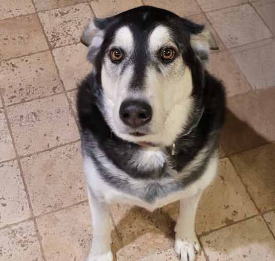 Photo of Rocky