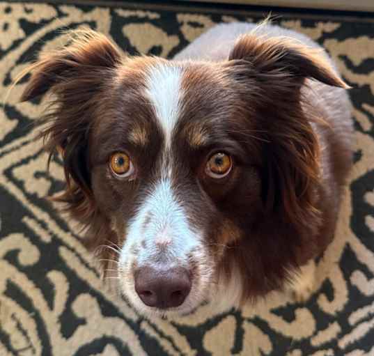 Photo of Josie