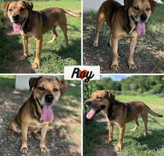 Photo of Roy