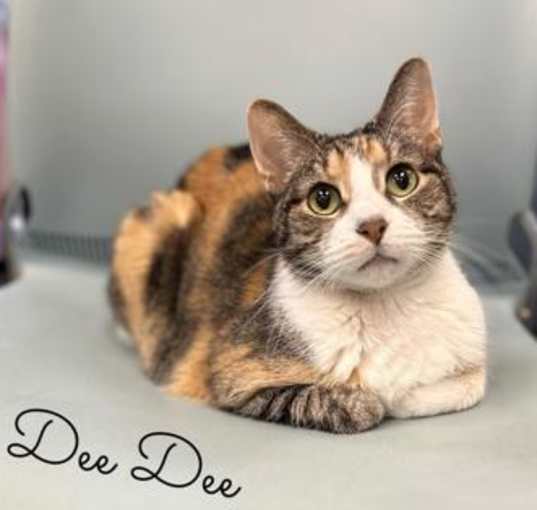 Photo of Dee Dee