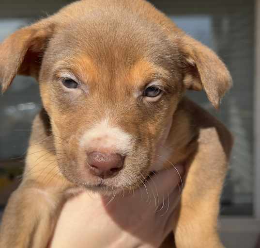 Photo of Comet