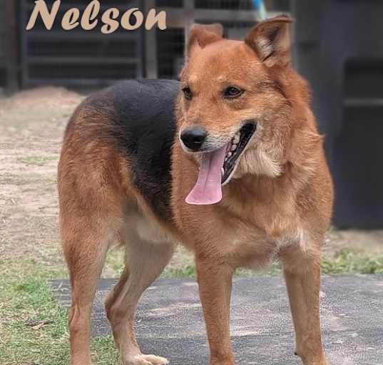 Photo of Nelson