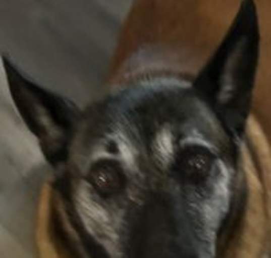 Photo of Sasha