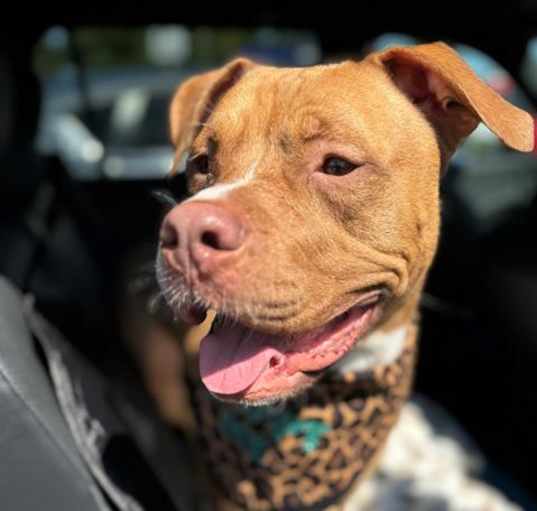 Photo of SNOCONE