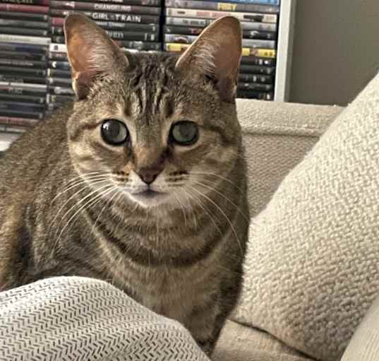 Photo of Meowz