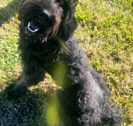 Photo of Ember