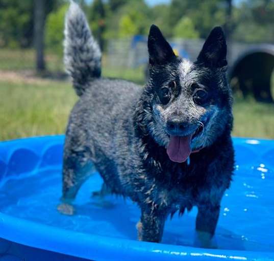 Photo of GOOSE