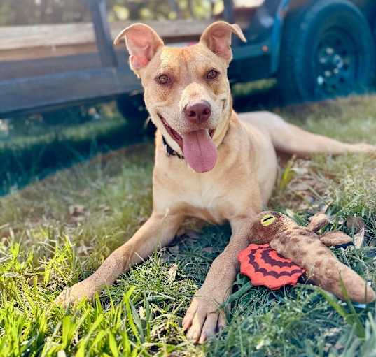 Photo of Buck Breezy the Sweet Family Boy
