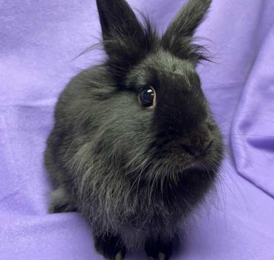 Photo of Oakley