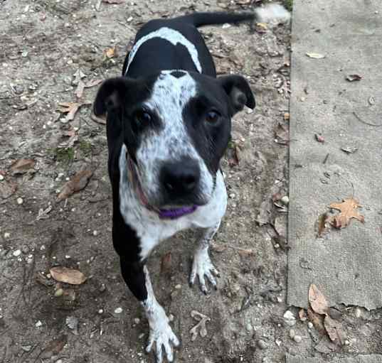 Photo of Daisy