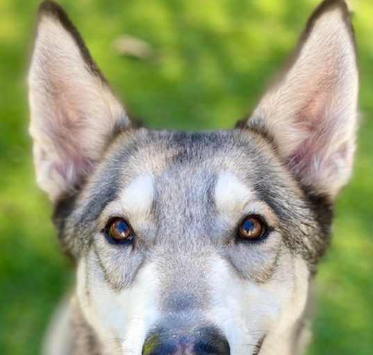 Photo of Lupin