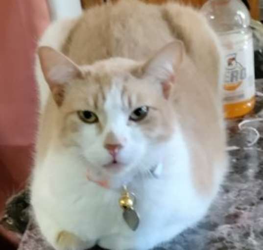 Photo of Orange Blossom
