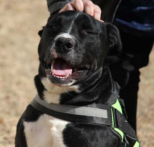 Photo of Bullet (Buckmaster)